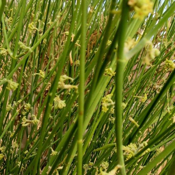 Leptadenia pyrotechnica Habit