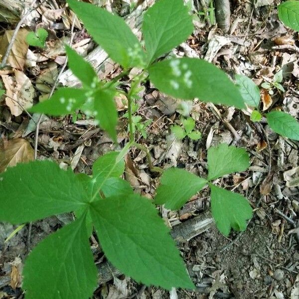 Cryptotaenia canadensis 葉