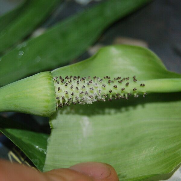 Arisaema tortuosum ফুল