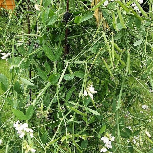 Lathyrus odoratus Celota