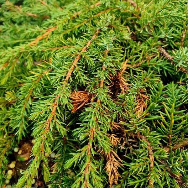 Juniperus communis Други