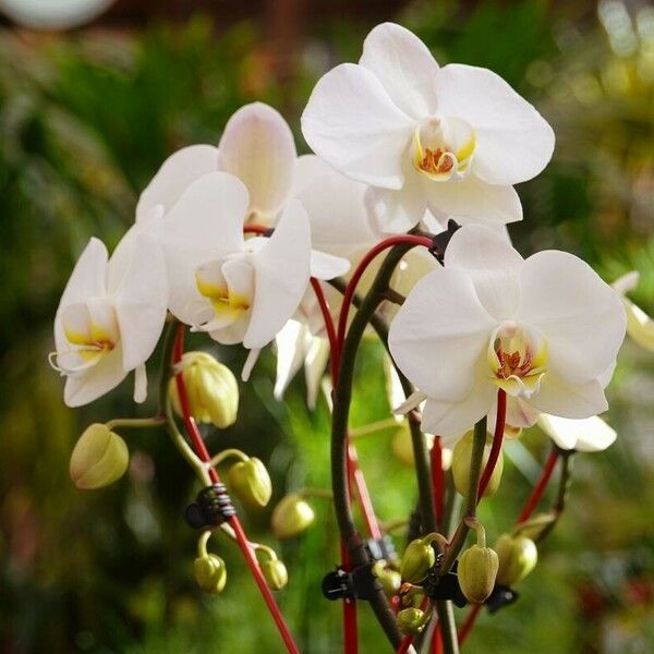 Phalaenopsis amabilis 花