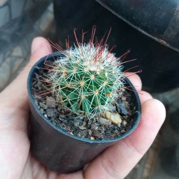 Mammillaria wrightii ഇല