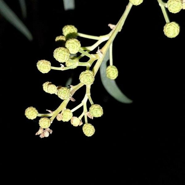 Acacia retinodes Blomst