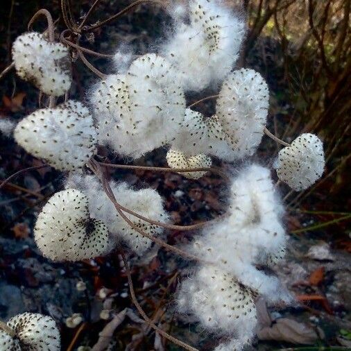 Eriocapitella hupehensis Fruit