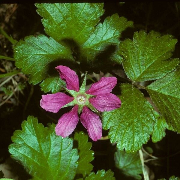 Rubus arcticus Blüte