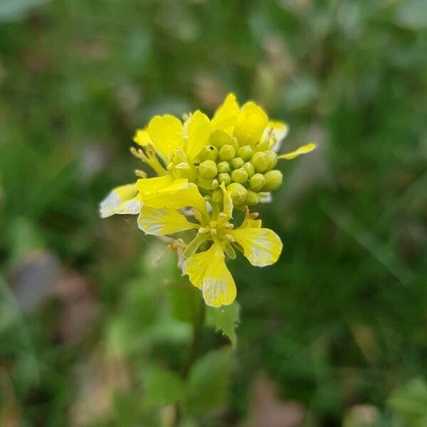 Sinapis arvensis Flower