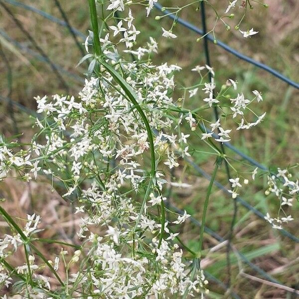 Galium album Flor