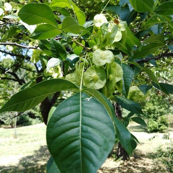 Ptelea trifoliata Leaf