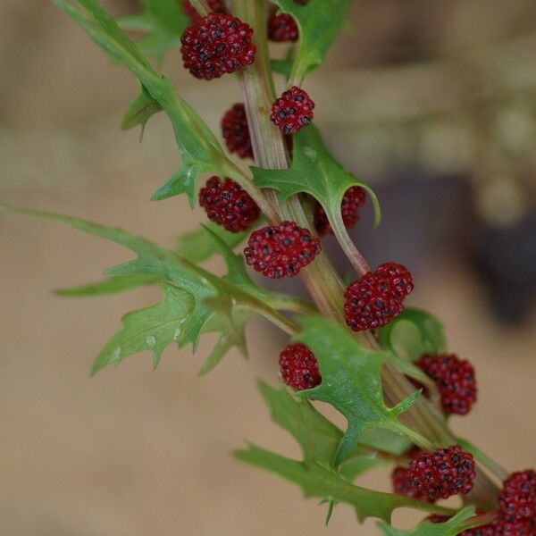 Blitum virgatum Fruto