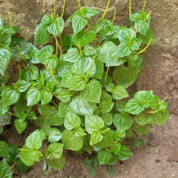 Peperomia pellucida Folha