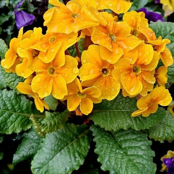 Primula × polyantha Flower