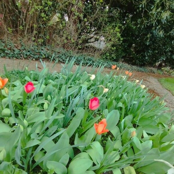 Tulipa agenensis Flower