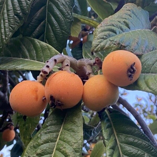 Eriobotrya japonica Fruit