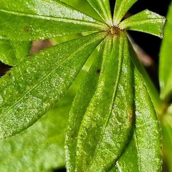 Galium triflorum Lehti