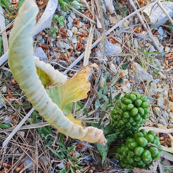 Arum pictum Fruit