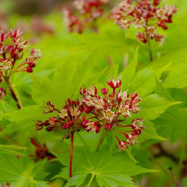 Acer circinatum Blüte