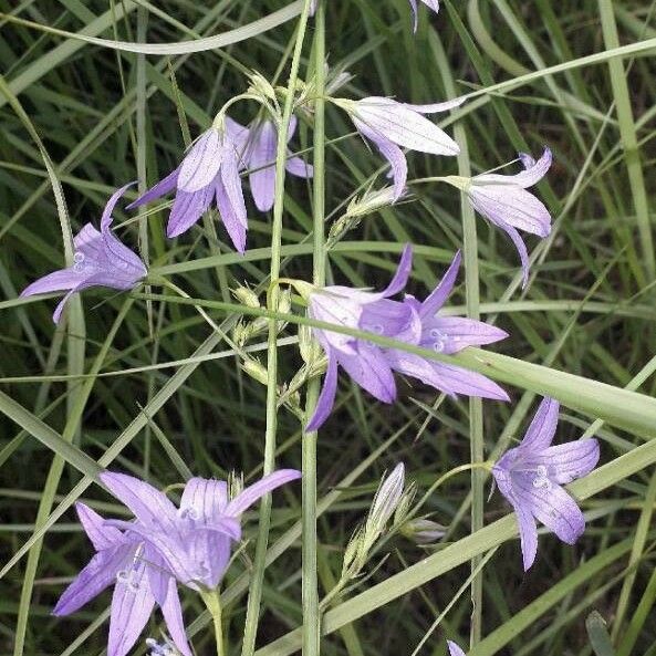 Campanula rapunculus 花