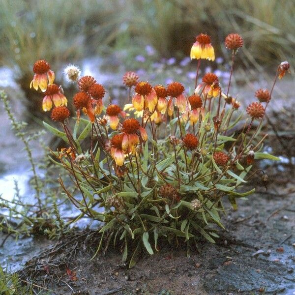 Gaillardia pinnatifida Plante entière