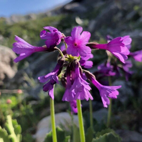 Primula latifolia Flower