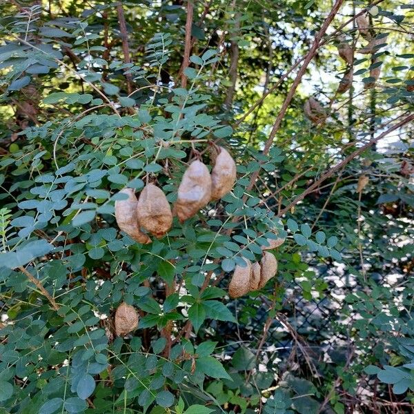 Colutea arborescens Ffrwyth