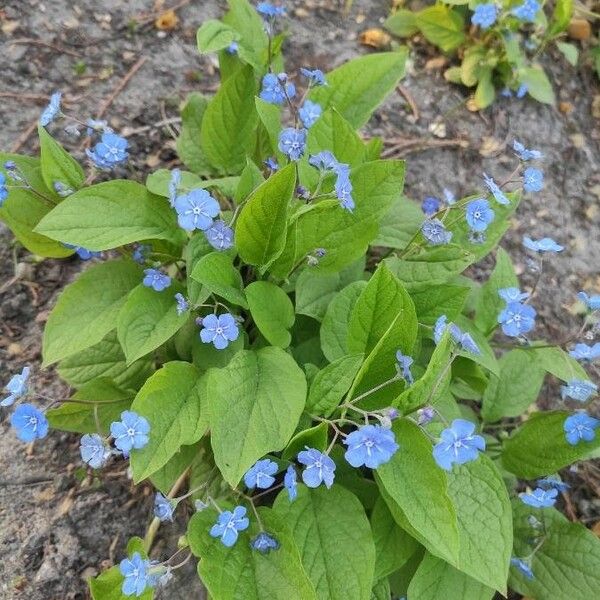 Omphalodes verna Flower