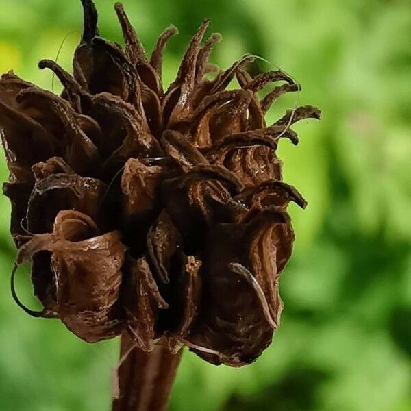 Trollius chinensis Meyve