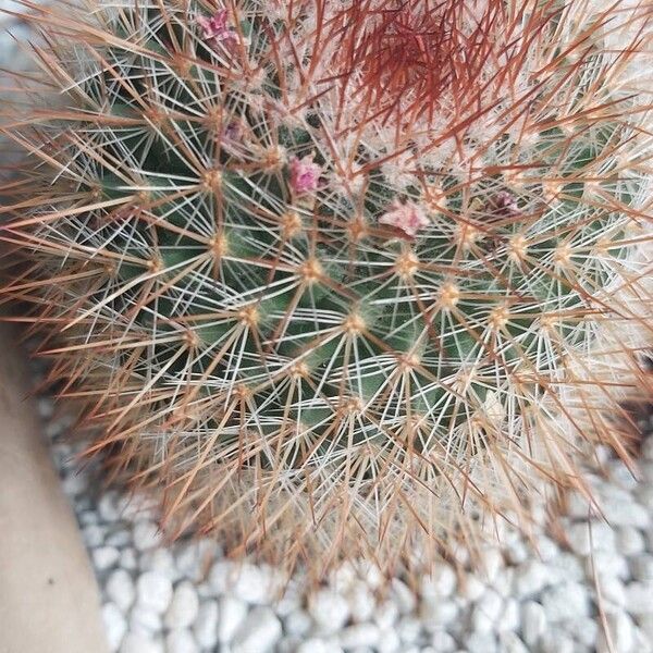 Mammillaria spinosissima 葉