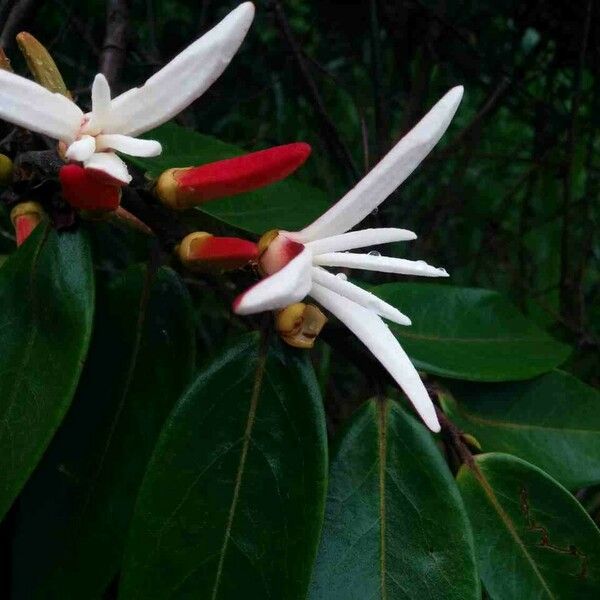 Xylopia aromatica Flower