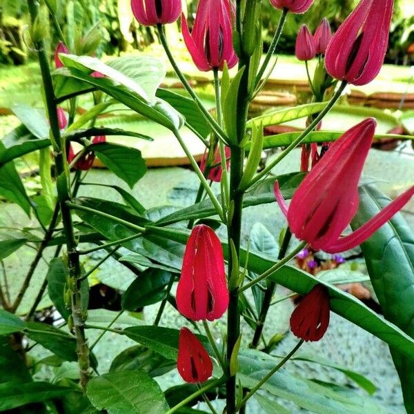 Pavonia multiflora Fleur