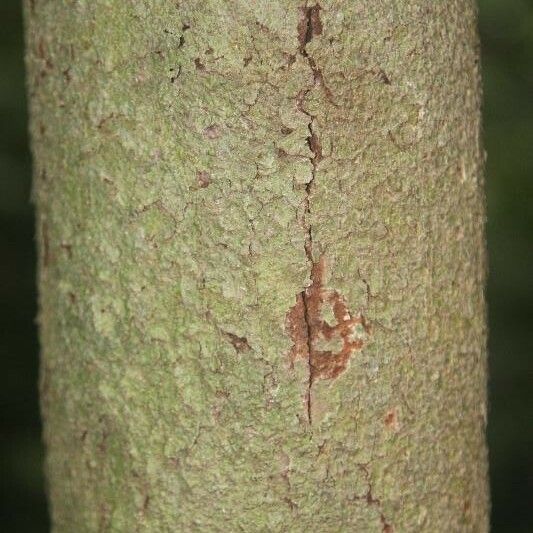 Iryanthera hostmannii Bark