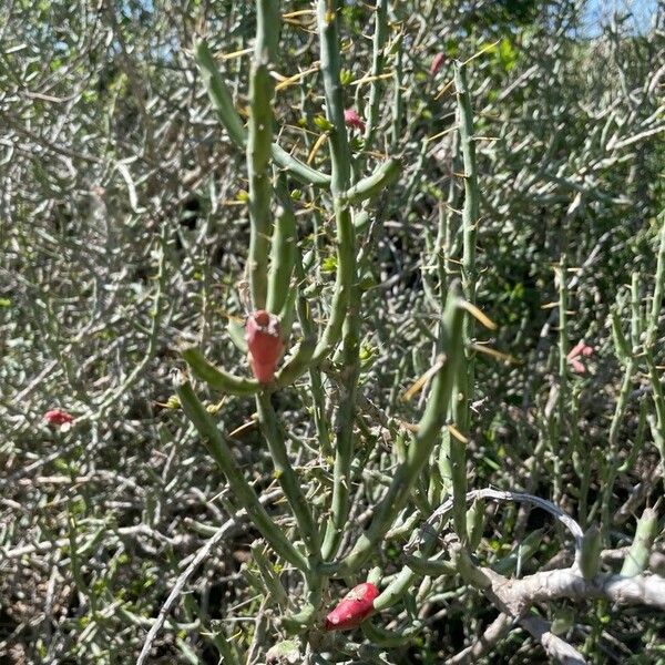 Cylindropuntia leptocaulis Φύλλο