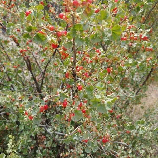 Ribes cereum Plod