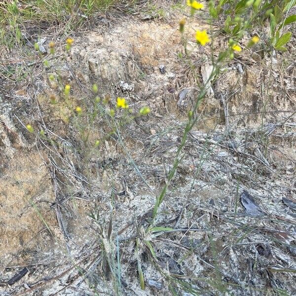 Pityopsis graminifolia Habit