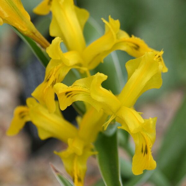 Iris tubergeniana Kvet