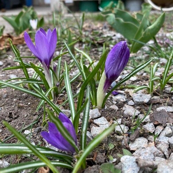 Crocus neapolitanus Flower