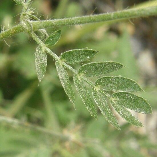 Kallstroemia grandiflora Folha