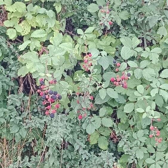 Rubus ulmifolius Habitus