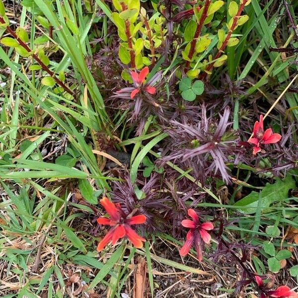 Castilleja irasuensis Flower