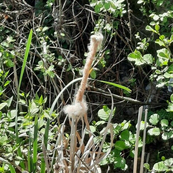 Typha domingensis പുഷ്പം