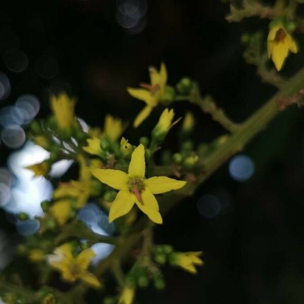 Koelreuteria elegans Blüte