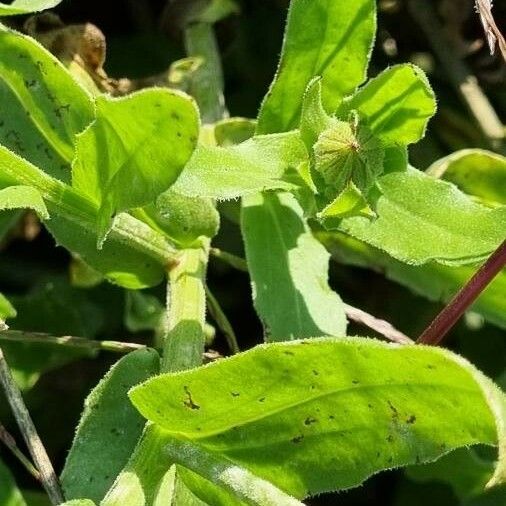 Calendula officinalis Leaf