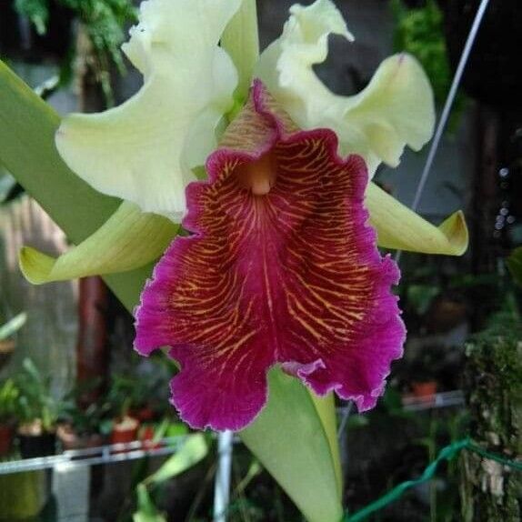 Cattleya dowiana Cvet