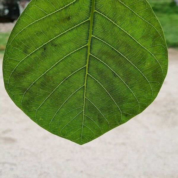 Guettarda speciosa Leaf