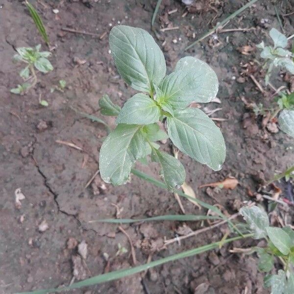 Ocimum americanum Лист