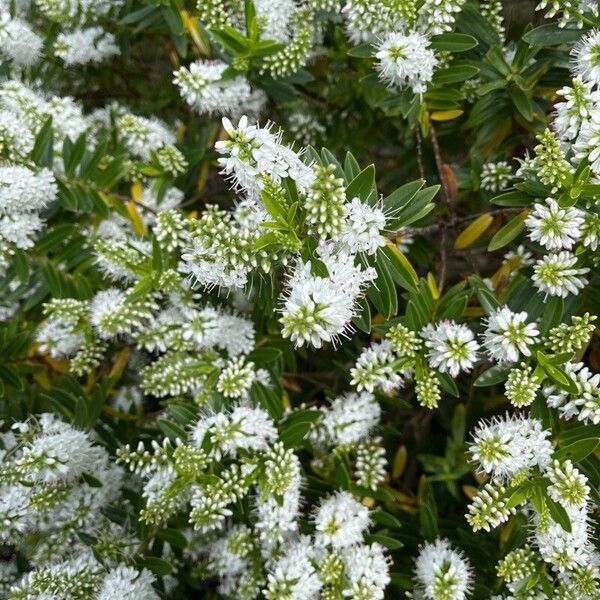 Veronica brachysiphon Blomst