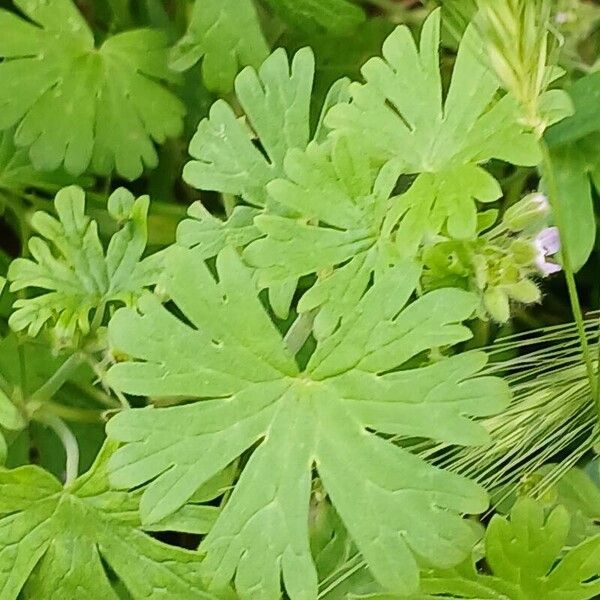 Geranium pusillum List