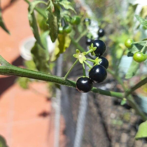 Solanum scabrum Fruit