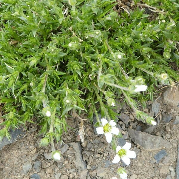 Arenaria grandiflora Ліст