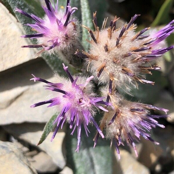 Saussurea alpina Virág